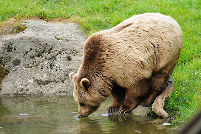 Tierfreigehege Nationalpark Bayerischer Wald